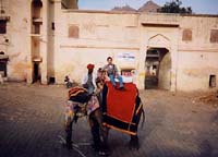 elephant in Jaipur